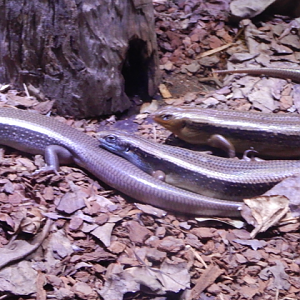 Skink ID?