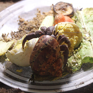 Caribbean Hermit Crab