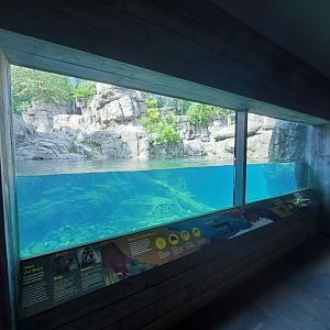 Grizzly Bear Underwater Viewing - August 2021