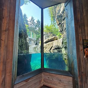 Grizzly Bear Underwater Viewing - August 2021