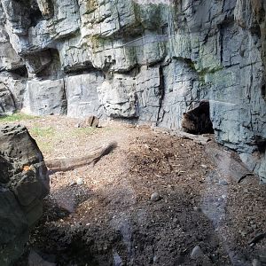 Betty the Grizzly Bear - August 2021