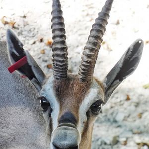 Aug. 2021 - Red Rocks - Speke's Gazelle