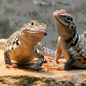 Aug. 2021 - Herpetarium - Eastern Collared Lizards