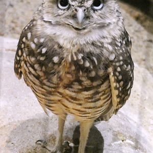 Aug. 2021 - Bird House - Burrowing Owl