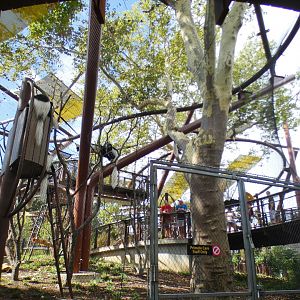 Aug. 2021 - New! Primate Canopy Trails - Conservation Canopy from Below (Colobus)