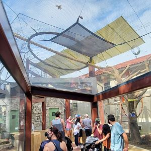 Aug. 2021 - New! Primate Canopy Trails - Primate Panorama Overhead Tunnel (Ring-tailed Lemur)