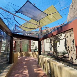 Aug. 2021 - New! Primate Canopy Trails - Primate Panorama Overhead Tunnel (Ring-tailed Lemur)