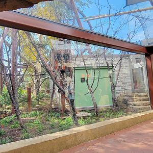 Aug. 2021 - New! Primate Canopy Trails - Primate Panorama Overhead Tunnel (Ring-tailed Lemur)