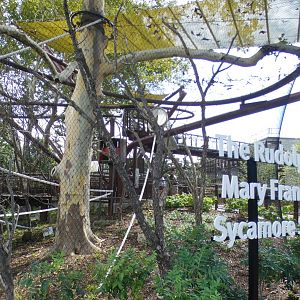 Aug. 2021 - New! Primate Canopy Trails - Sycamore Sanctuary (Swamp Monkey)