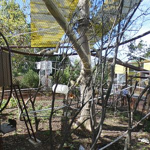 Aug. 2021 - New! Primate Canopy Trails - Sycamore Sanctuary (Swamp Monkey)