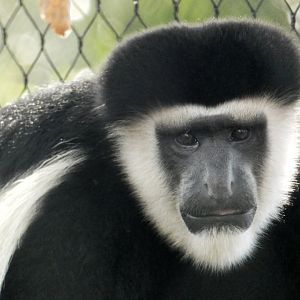 Aug. 2021 - New! Primate Canopy Trails - Colobus