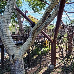 Aug. 2021 - New! Primate Canopy Trails - Conservation Canopy (Colobus)