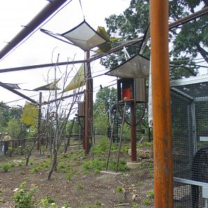 Aug. 2021 - New! Primate Canopy Trails - Third Rotational Exhibit (Langurs)