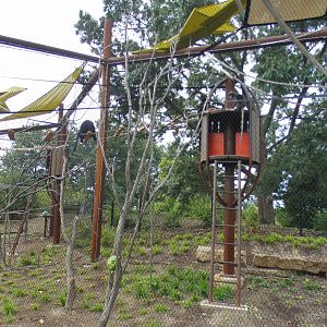 Aug. 2021 - New! Primate Canopy Trails - Third Rotational Exhibit (Langurs)