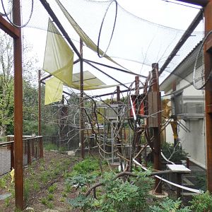 Aug. 2021 - New! Primate Canopy Trails - First Exhibits (Marmosets/Mongoose Lemur)