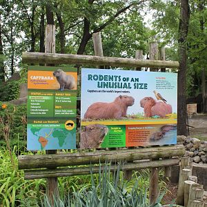 Capybara Signage - Pachyderm House