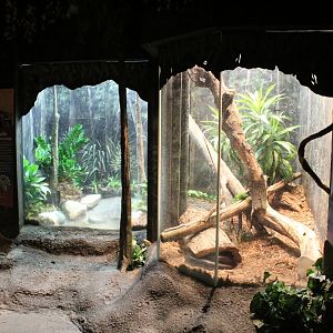 African Rock Python Exhibit - Habitat Africa! The Forest