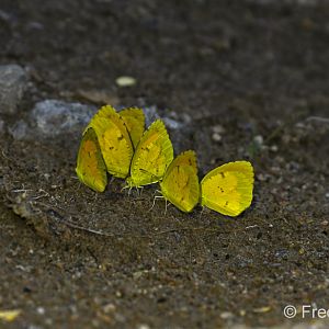 mexican yellow butterflies