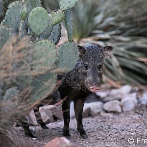 javelina