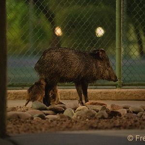javelinas nursing next to tennis court