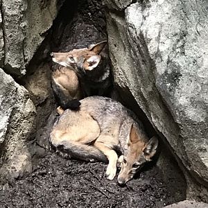 Two of the Six Red Wolf Pups