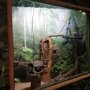 Living Treasures LH - Common marmoset