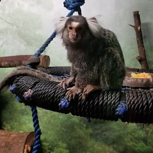 Living Treasures LH - Common marmoset