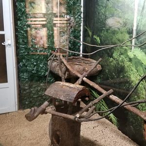 Living Treasures LH - Common marmoset