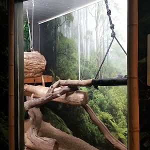 Living Treasures LH - Sloth