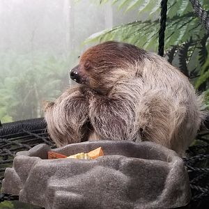 Living Treasures LH - Sloth