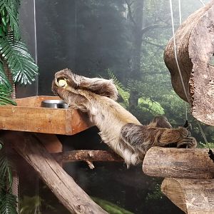 Living Treasures LH - Sloth