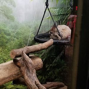 Living Treasures LH - Sloth