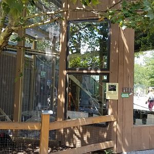 Living Treasures LH - Ringtailed lemurs main exhibit