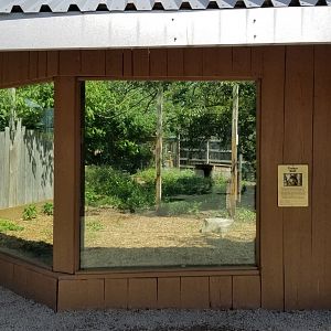 Living Treasures LH - Timber wolf