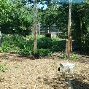 Living Treasures LH - Timber wolf