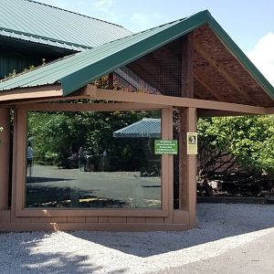 Living Treasures LH - Kookaburra