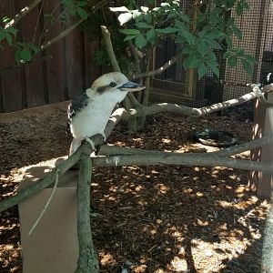 Living Treasures LH - Kookaburra