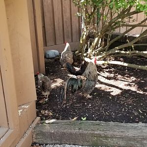 Living Treasures LH - Chickens