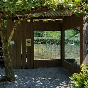 Living Treasures LH - African crested porcupine
