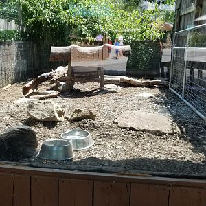 Living Treasures LH - African crested porcupine