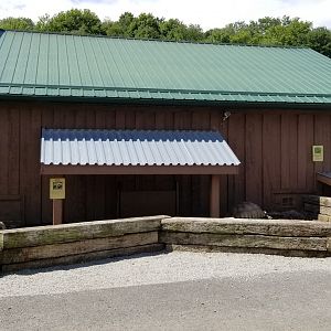 Living Treasures LH - Tortoises