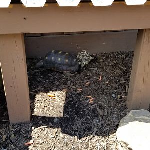 Living Treasures LH - Tortoises