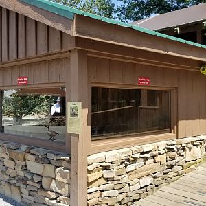 Living Treasures LH - South american coati