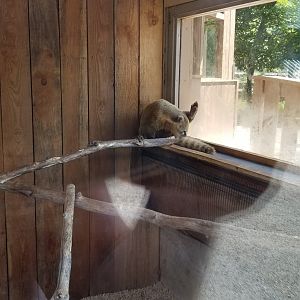 Living Treasures LH - South american coati