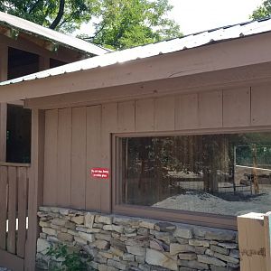 Living Treasures LH - South american coati