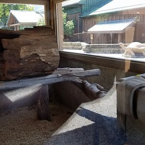 Living Treasures LH - South american coati