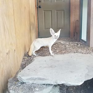Living Treasures LH - Fennec fox