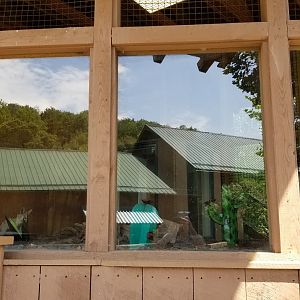 Living Treasures LH - Fennec fox