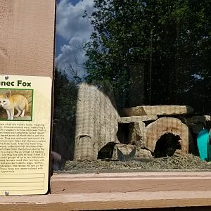 Living Treasures LH - Fennec fox