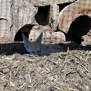 Living Treasures LH - Fennec fox